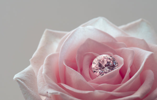Pink Diamond on a Rose Flower